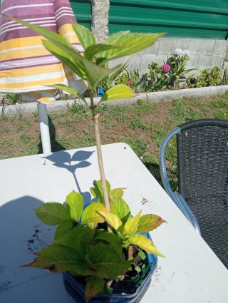 Hortensias Rosas