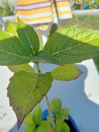 Hortensias Rosas