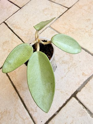 Hoya Silver Dollar