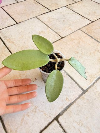 Hoya Silver Dollar