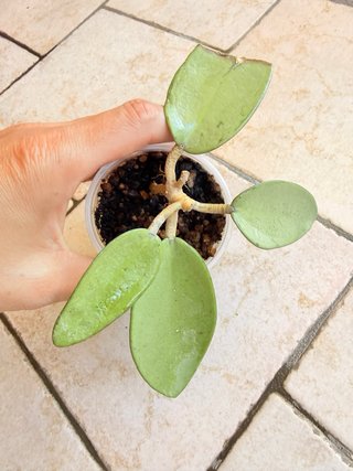 Hoya Silver Dollar