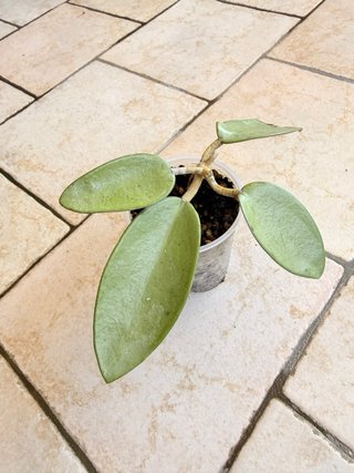 Hoya Silver Dollar