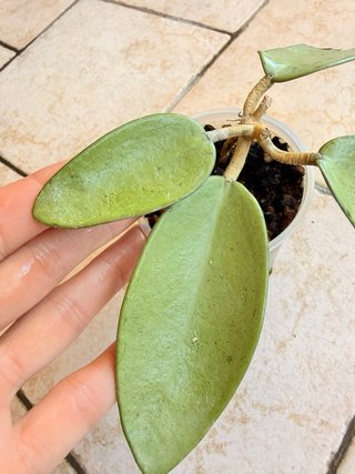 Hoya Silver Dollar