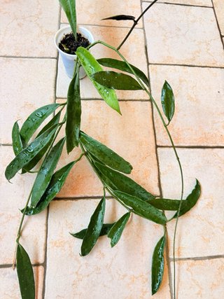 Hoya Griffithii