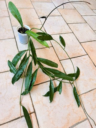 Hoya Griffithii