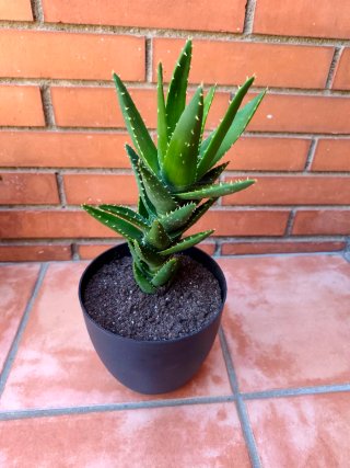 2 Plantas Suculentas