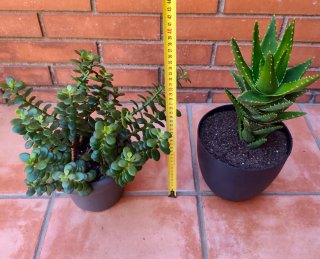 2 Plantas Suculentas