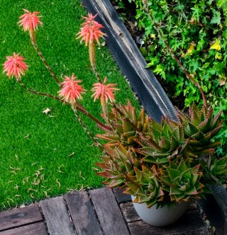 2 Plantas Suculentas