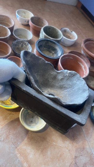 Lote macetas bonsai, plantas...