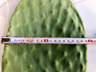 Opuntia ,Chumbera ,Tuna ,Penca
