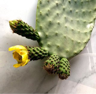 Opuntia ,Chumbera ,Tuna ,Penca