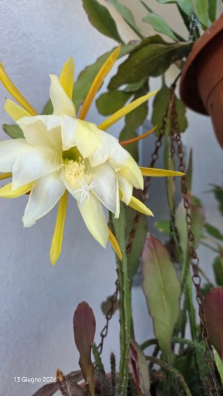 Epiphyllum ibrido giallo crema,succulenta