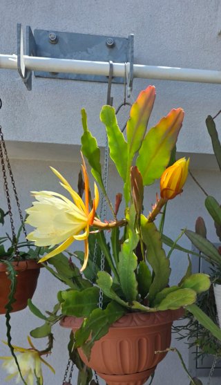 Epiphyllum ibrido giallo crema,succulenta