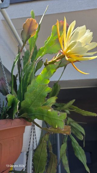 Epiphyllum ibrido giallo crema,succulenta