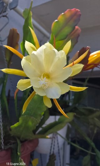 Epiphyllum ibrido giallo crema,succulenta