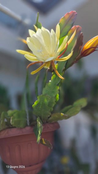 Epiphyllum ibrido giallo crema,succulenta