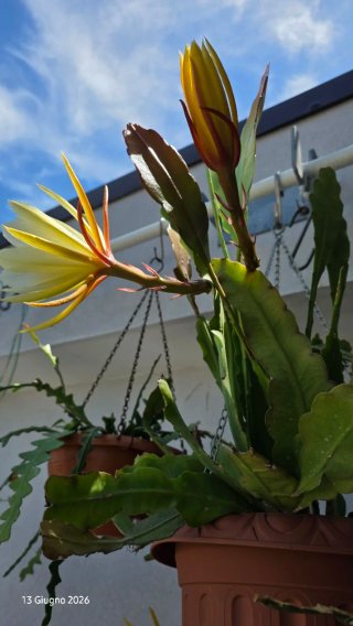 Epiphyllum ibrido giallo crema,succulenta