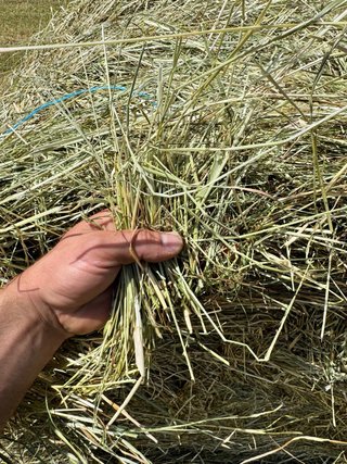 Forraje ecológico. Raygrass