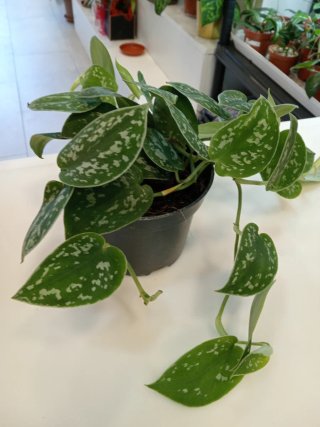 Scindapsus pictus planta decorativa