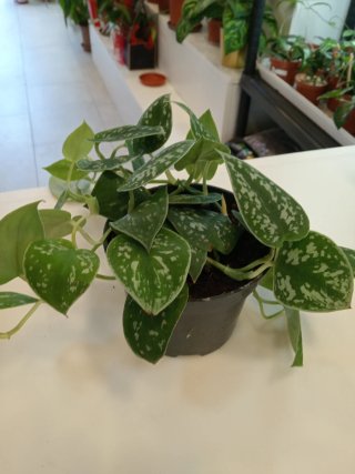 Scindapsus pictus planta decorativa