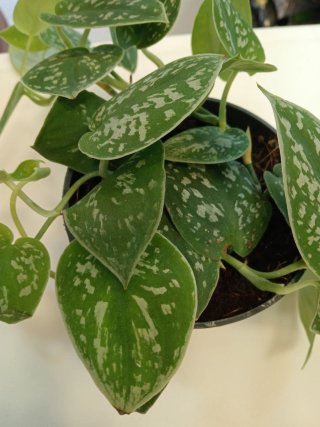 Scindapsus pictus planta decorativa