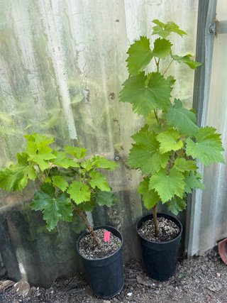 Lote 2 parras: Moscatel y Morada Gigante