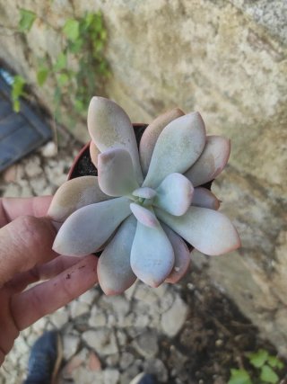 Suculenta Echeveria Rosa
