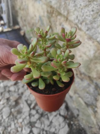 Suculenta Echeveria Rosa