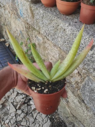 Suculenta Echeveria Rosa