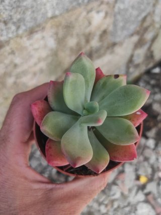 Suculenta Echeveria Rosa
