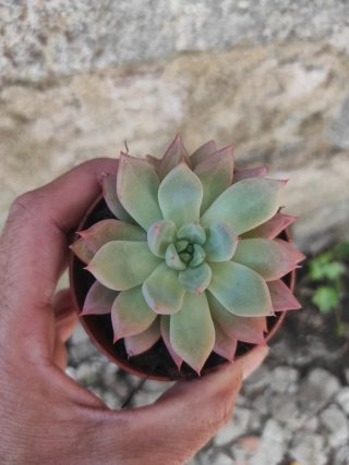Suculenta Echeveria Rosa