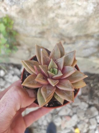 Suculenta Echeveria Rosa