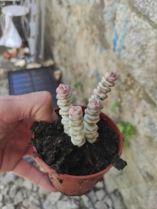 Suculenta Echeveria Rosa