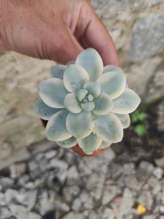 Suculenta Echeveria Rosa