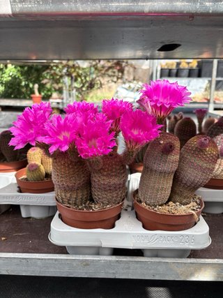 Cactus con flores rosas dispongo de dos precios