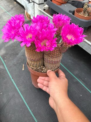 Cactus con flores rosas dispongo de dos precios