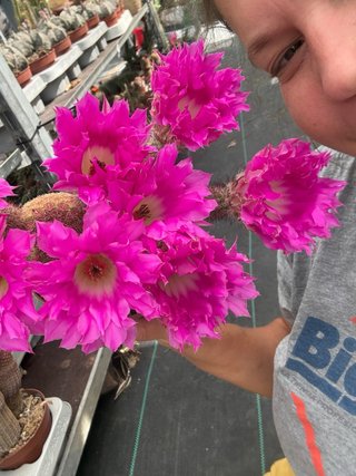 Cactus con flores rosas dispongo de dos precios
