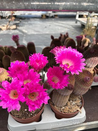 Cactus con flores rosas dispongo de dos precios