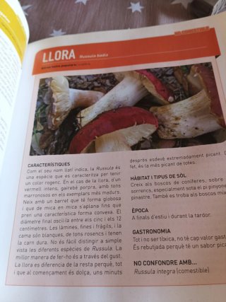 Els nostres bolets