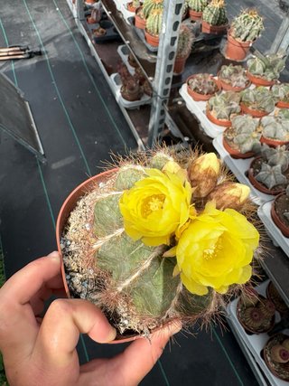 Cactus con flores amarillas