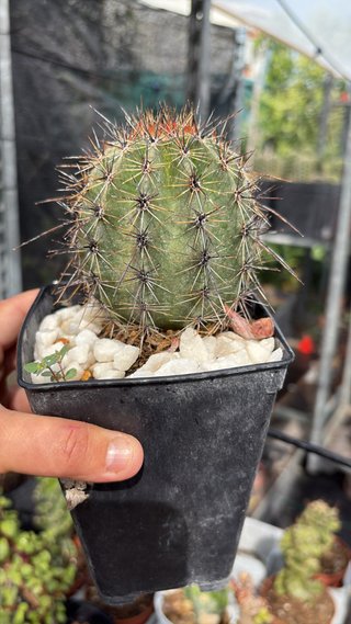 Cactus en maceta negra