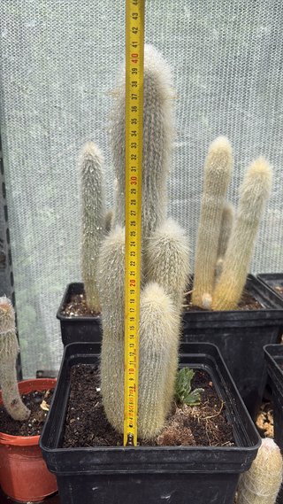 Cactus en maceta negra