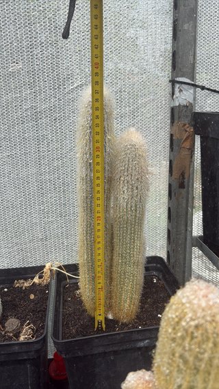 Cactus en maceta negra