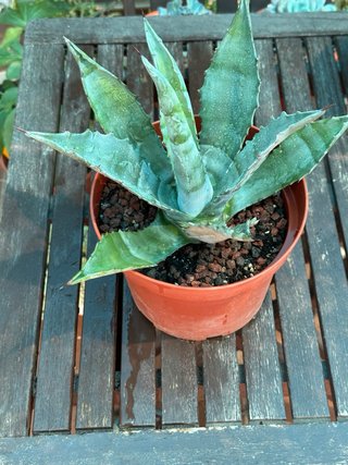 Agave en maceta