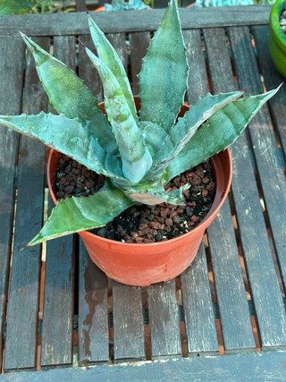Agave en maceta