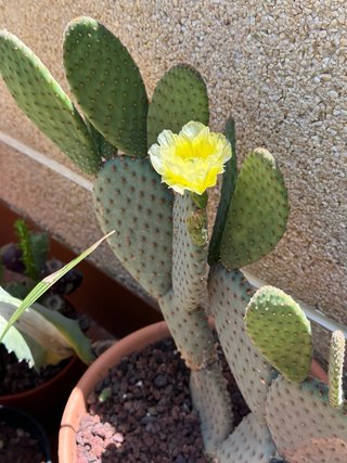 Opuntia Santa Rita Cactus