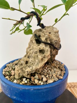 Bonsái Ficus en Roca