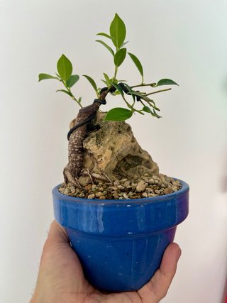 Bonsái Ficus en Roca