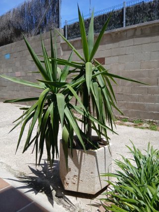 Planta Yucca en maceta hexagonal de granito