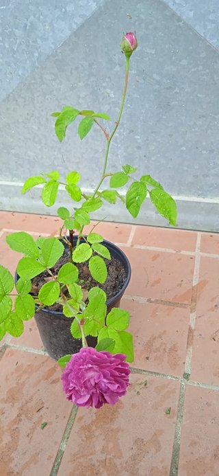 Rosa Reine des Violettes h 30-35 cm vaso 14